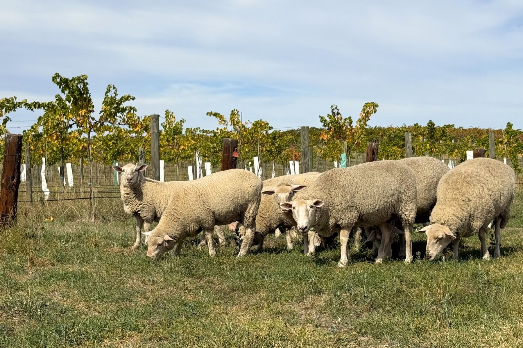 Kaesler sheep Kaesler sheep